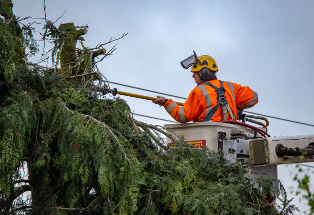 Best Tree Maintenance Programs  in Walbridge, OH