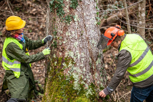 Best Hazardous Tree Removal  in Walbridge, OH